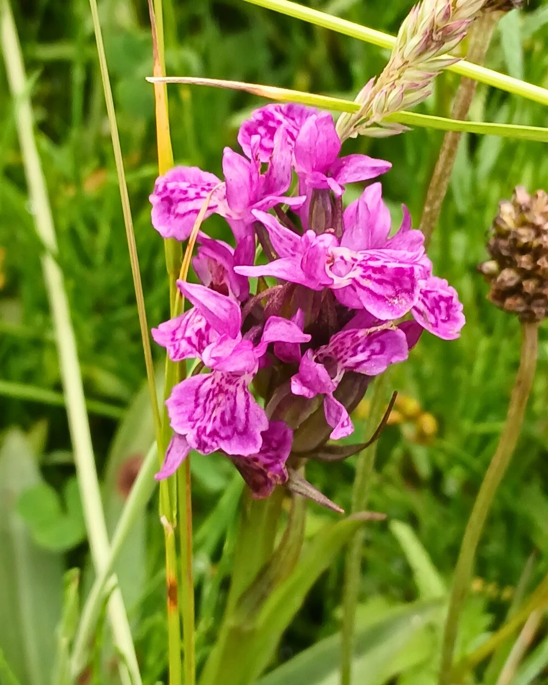 Midlothian Wildflowers Website Launch
