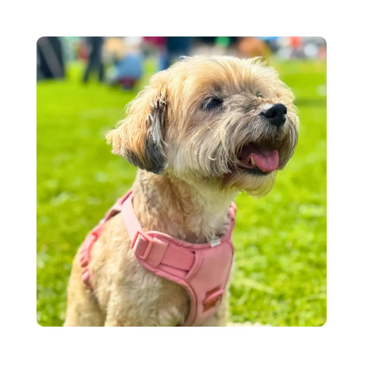 Lola, Head of Snacks and Treat Procurement at Bear Media