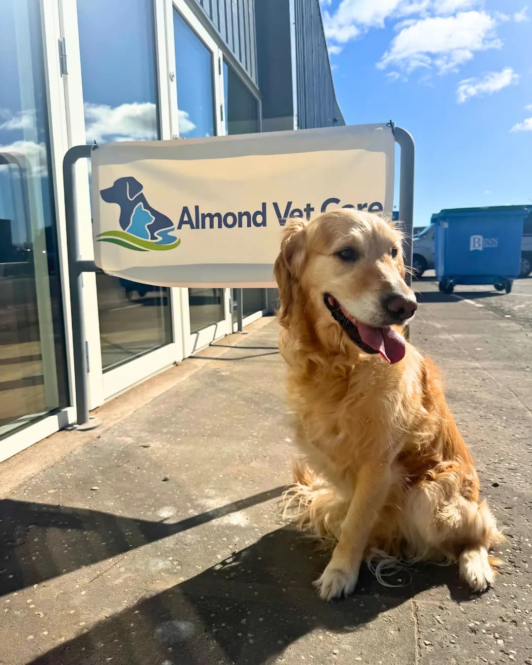 Golden retriever outside the Almond Vet Care clinic