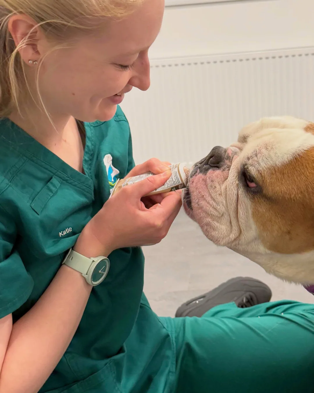 Almond Vet Care vet caring for a bulldog patient