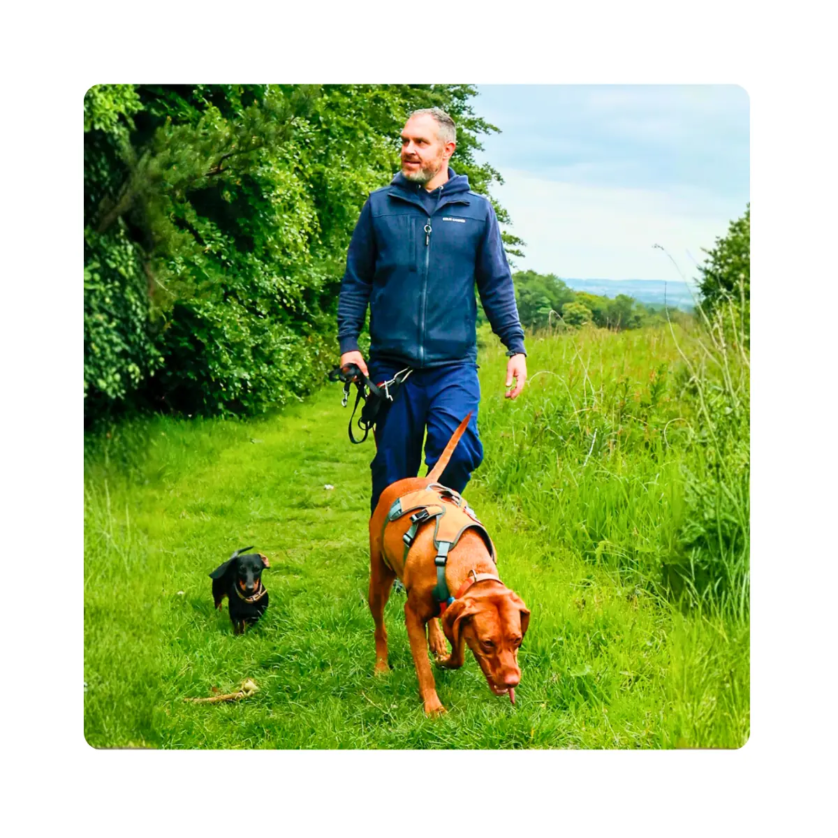 Colin’s Canines dog walking content